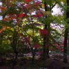 万博公園の巨木紅葉とひと