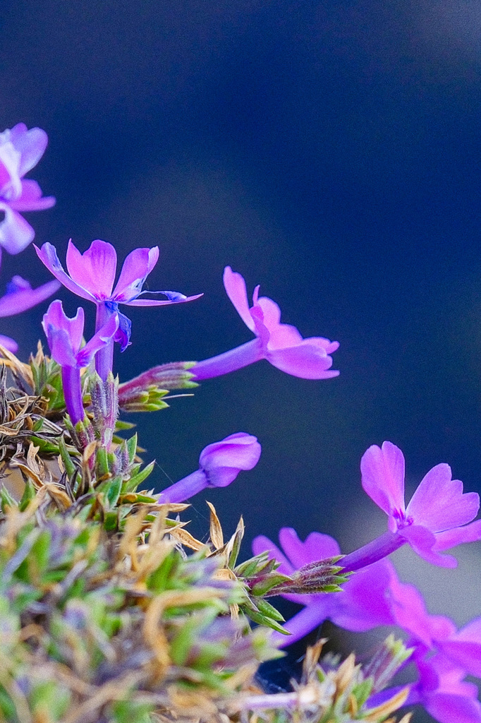 水路の縁に咲く小さな花