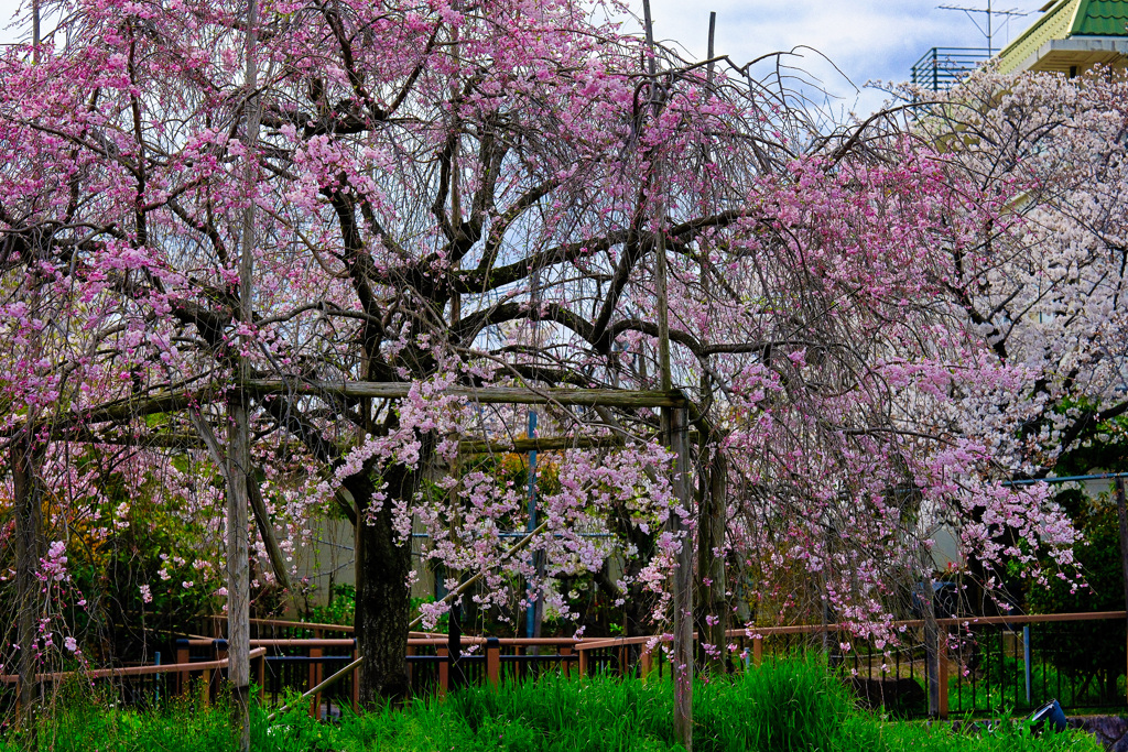 小池の枝垂桜