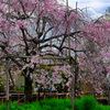 小池の枝垂桜