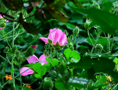 酔芙蓉