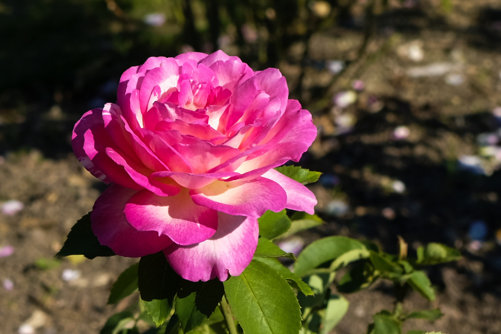 薔薇園のバラ