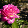 薔薇園のバラ