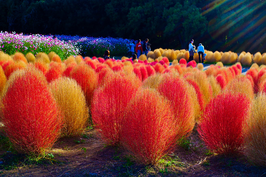 コキアの紅葉