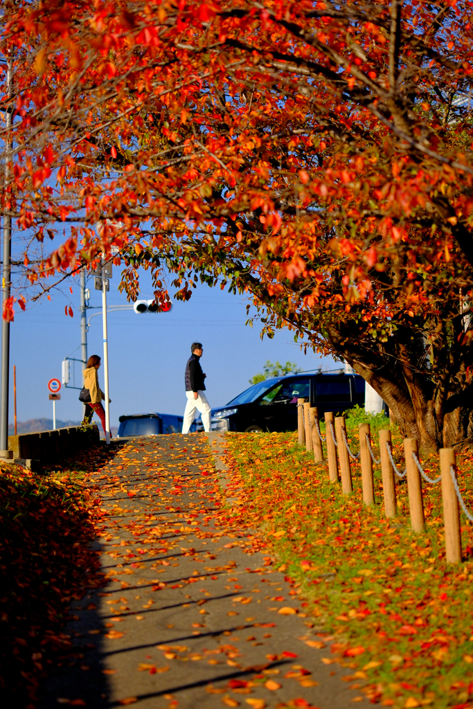 紅葉と落ち葉と坂道と信号機