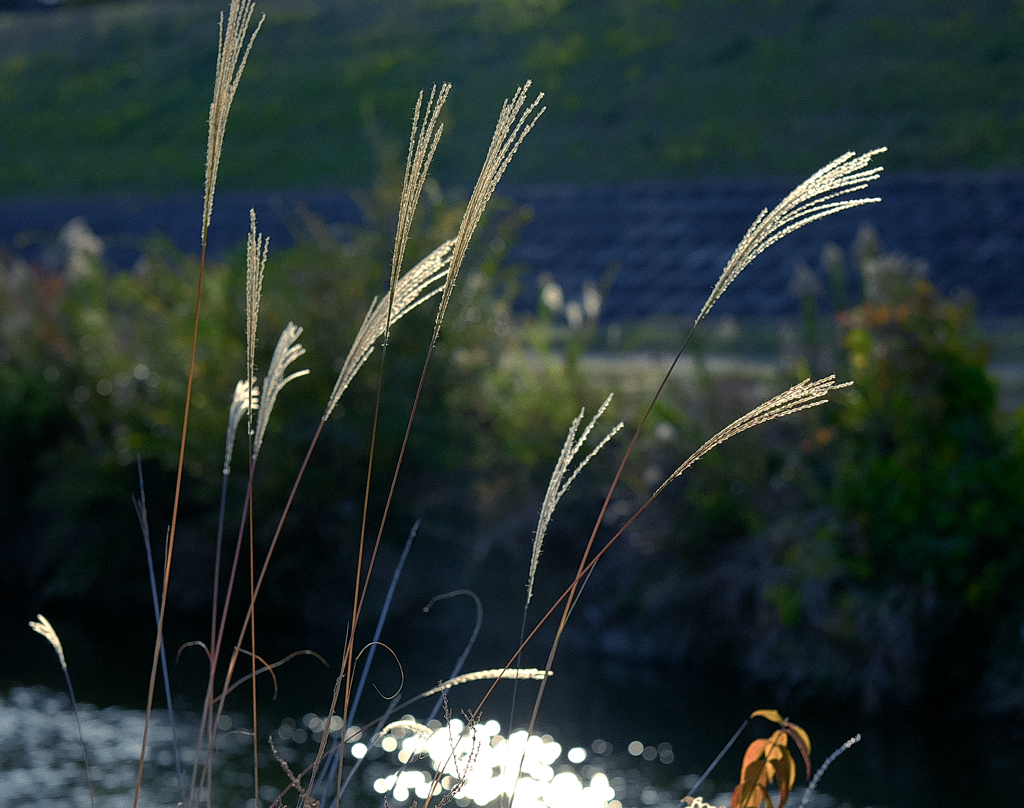 細くてしなやか