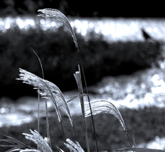 川辺のススキとカラス