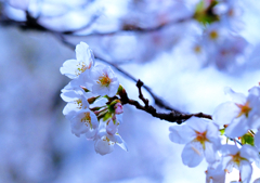 桜