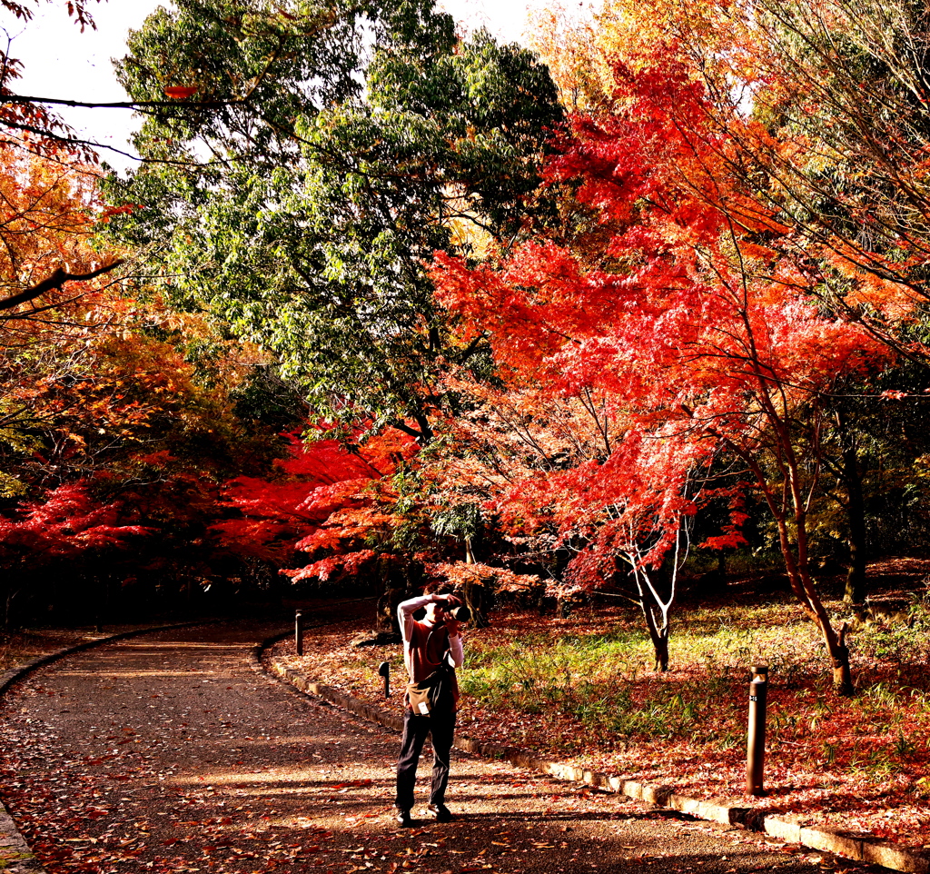 紅葉を撮る人