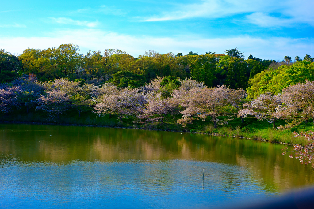 鶴見緑地の桜