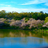 鶴見緑地の桜