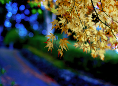 西山善峯寺紅葉前