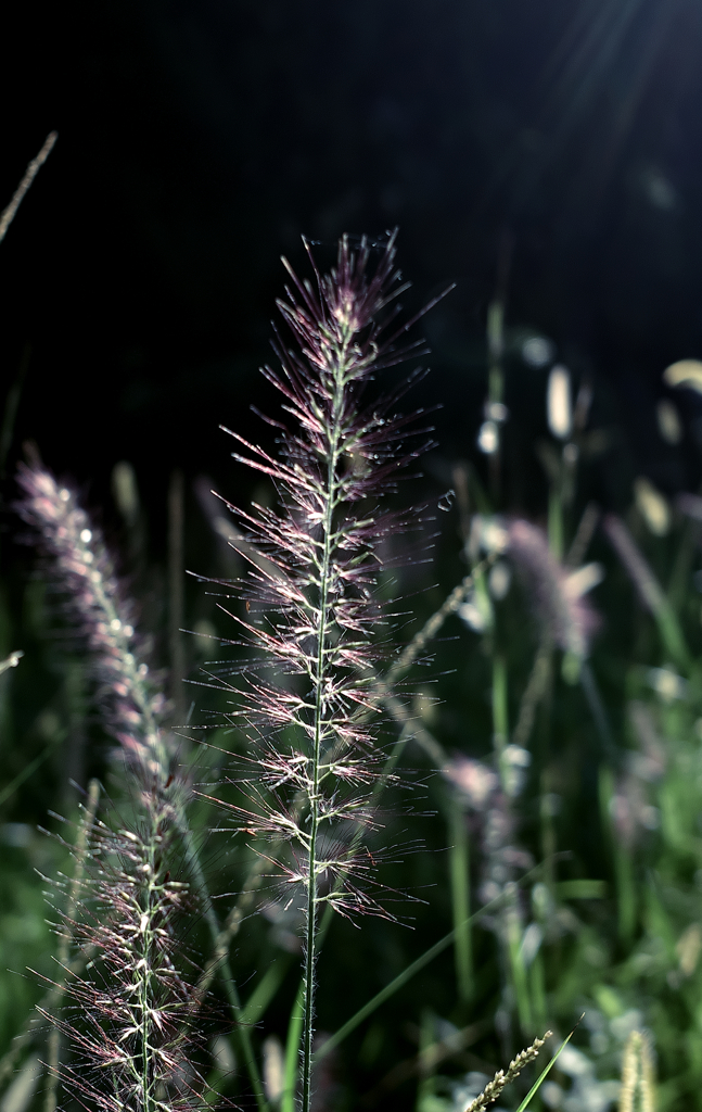 パープルファウンテングラス