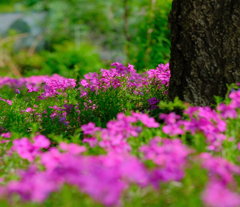 咲き出した頃の芝桜