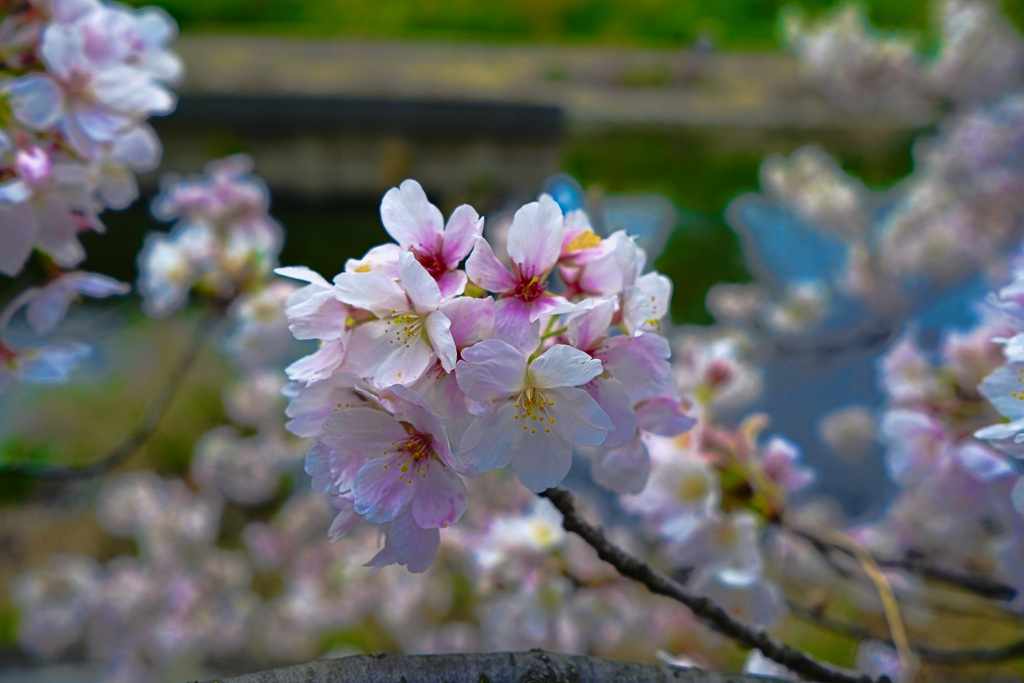 桜
