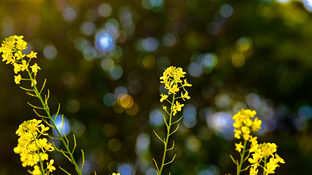 菜の花