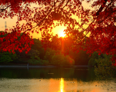 池畔の夕陽と紅葉