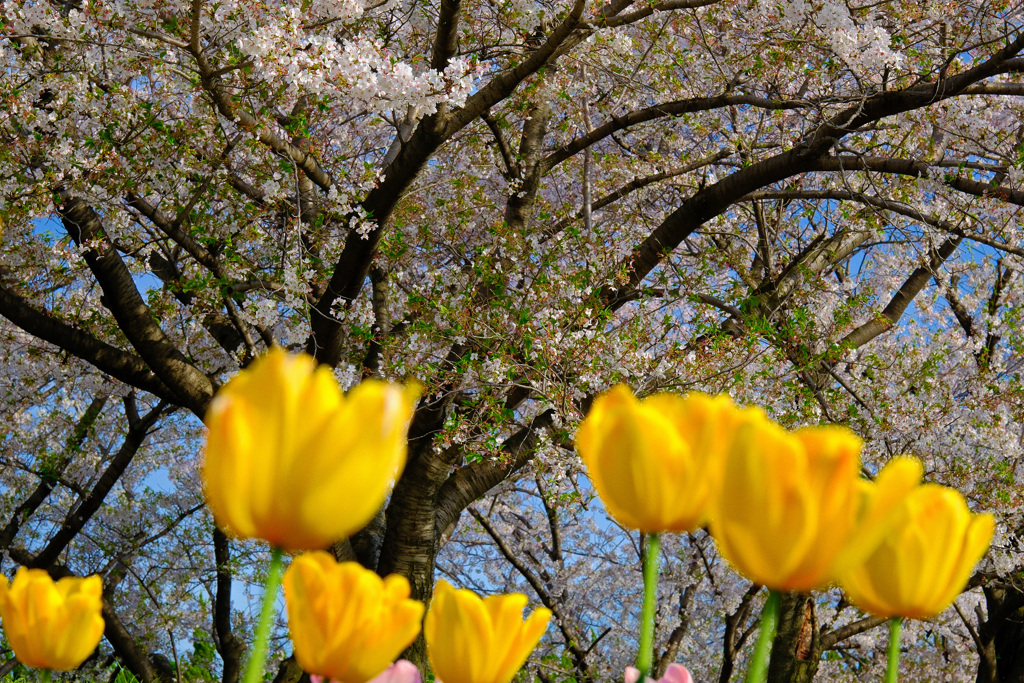 満開桜とチューリップ