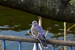 水路の鳩