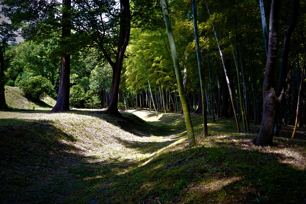 近所の竹林