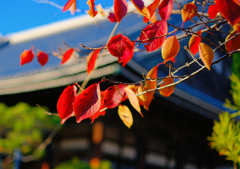 本照寺桜葉紅葉
