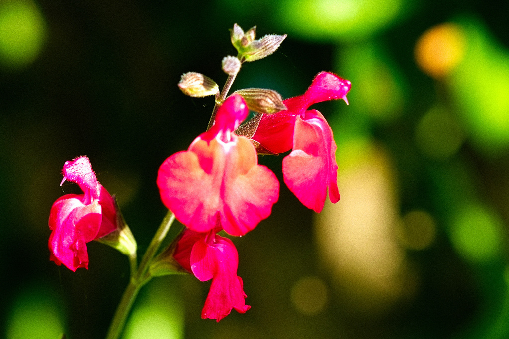 堤の花