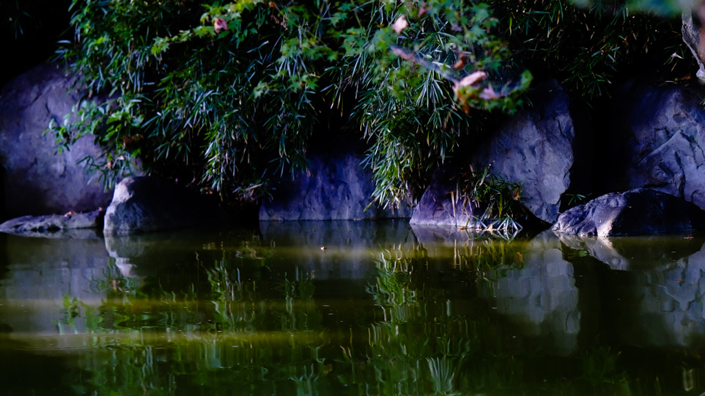 大阪鶴見緑地の小池