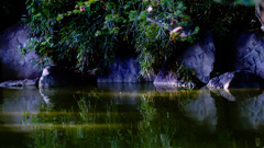 大阪鶴見緑地の小池