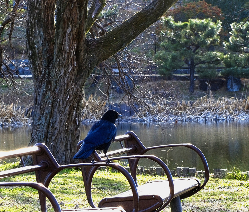 カラスも秋を感じるのか