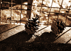 夕日と松ぼっくり 夕日と松ぼっくり