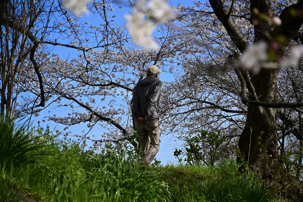 堤の桜を今年も楽しむ