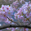 水路の桜満開