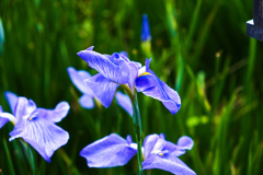 花菖蒲