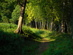 竹林が続く道