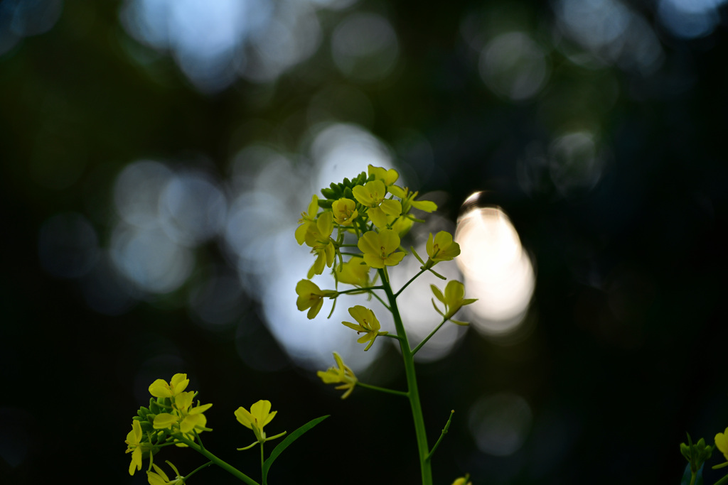 菜の花