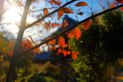 桜葉紅葉