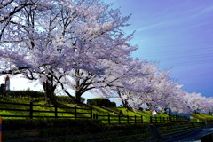 川の桜並木