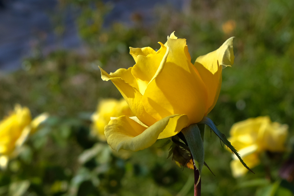 薔薇園のバラ