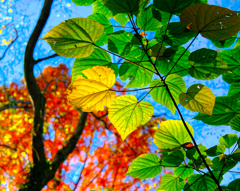 俺たちは染まらないぞ