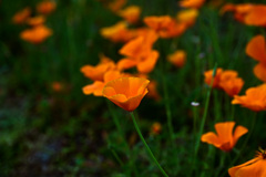 花の丘　カリフォルニアポピー