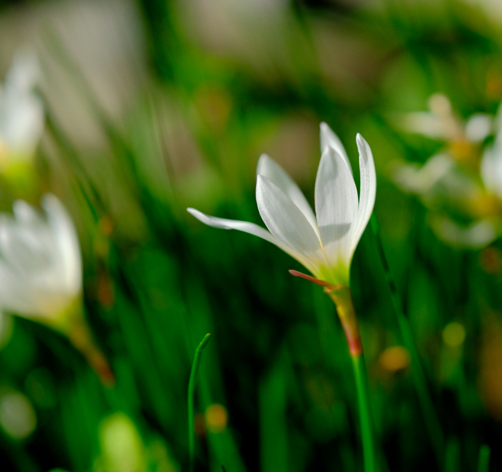 路傍のタマスダレ