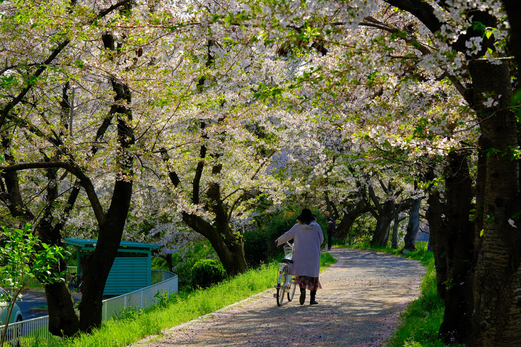 憩いの桜並木