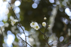 白い桜