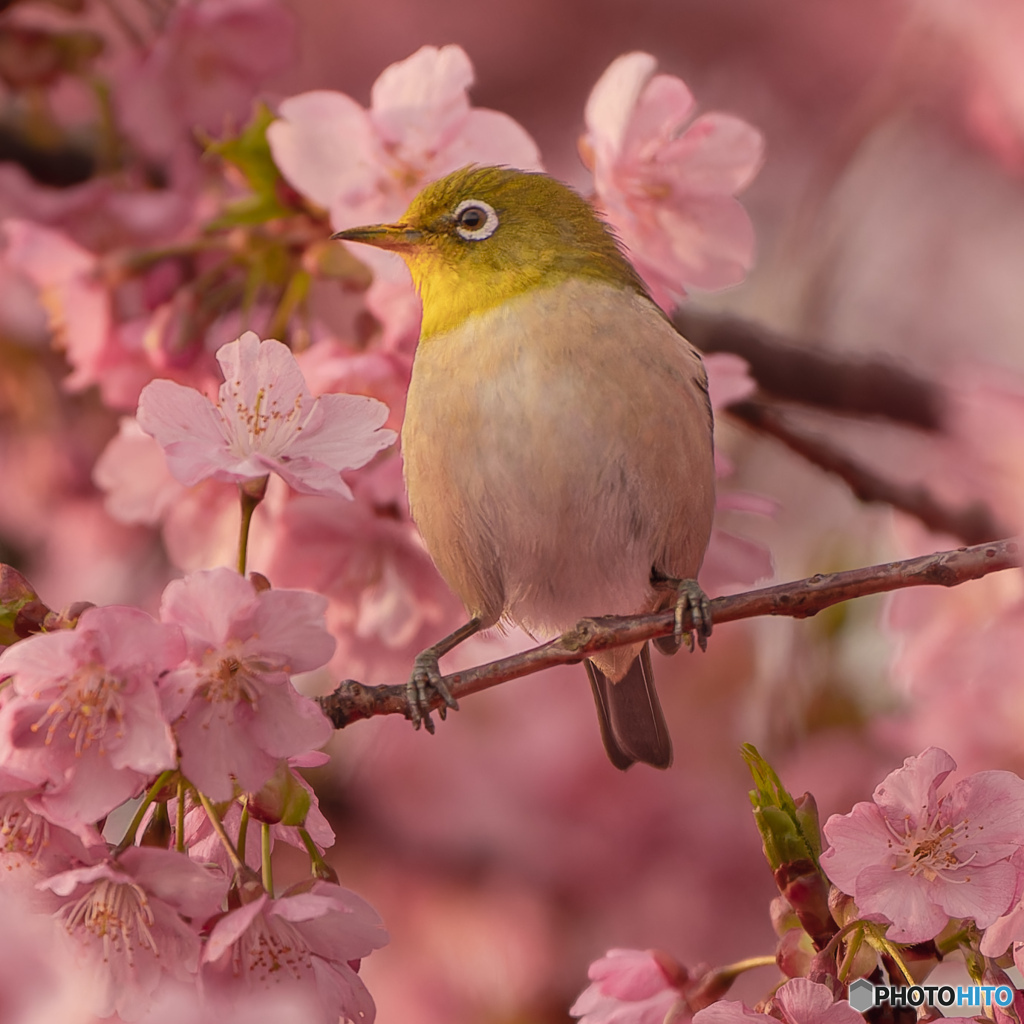 さくじろー