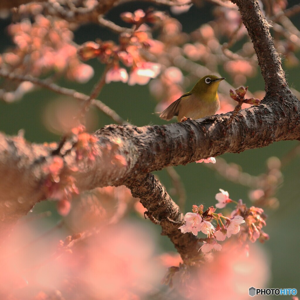 さくじろー