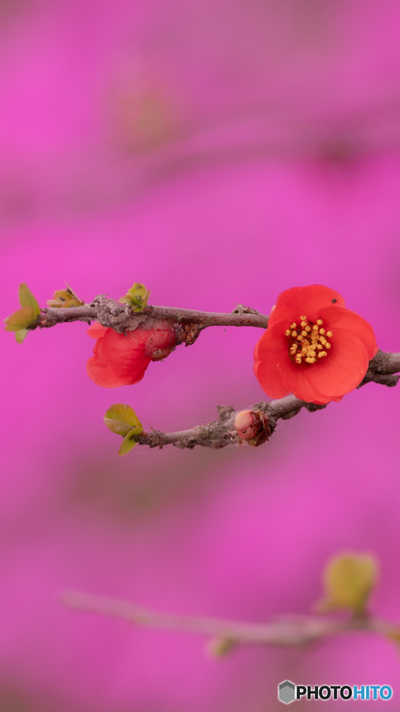 ボケと芝桜