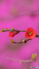 ボケと芝桜