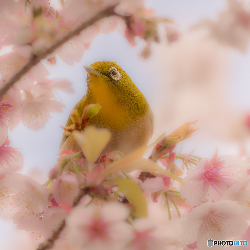 さくじろー