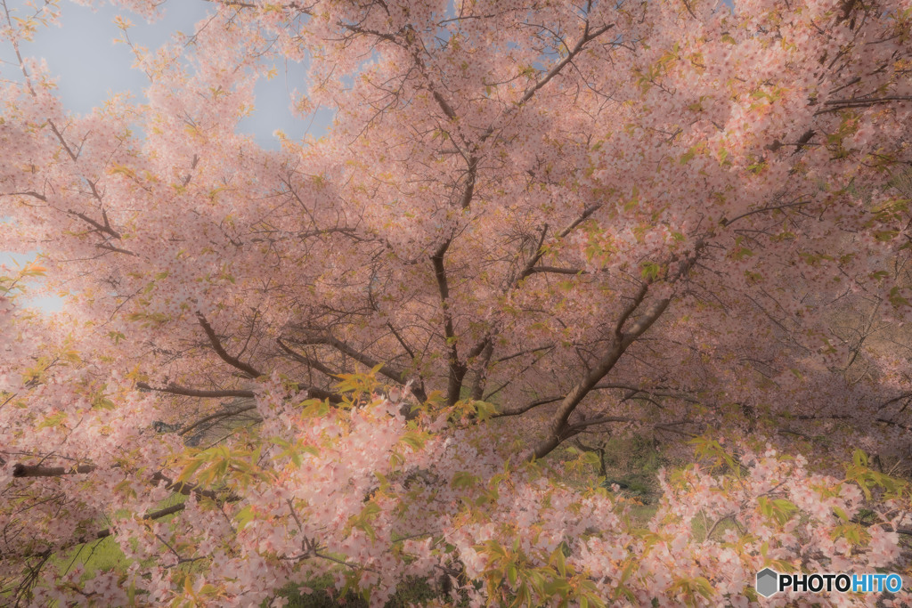 河津桜