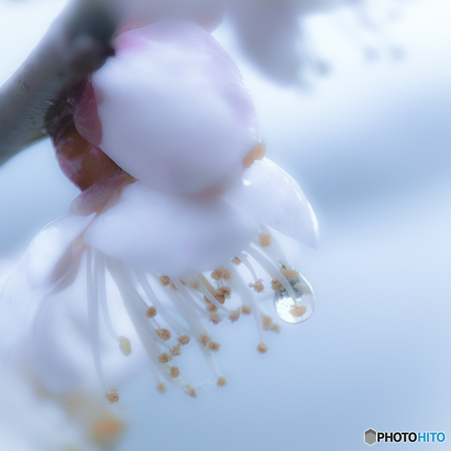 雨上がり後の梅の花